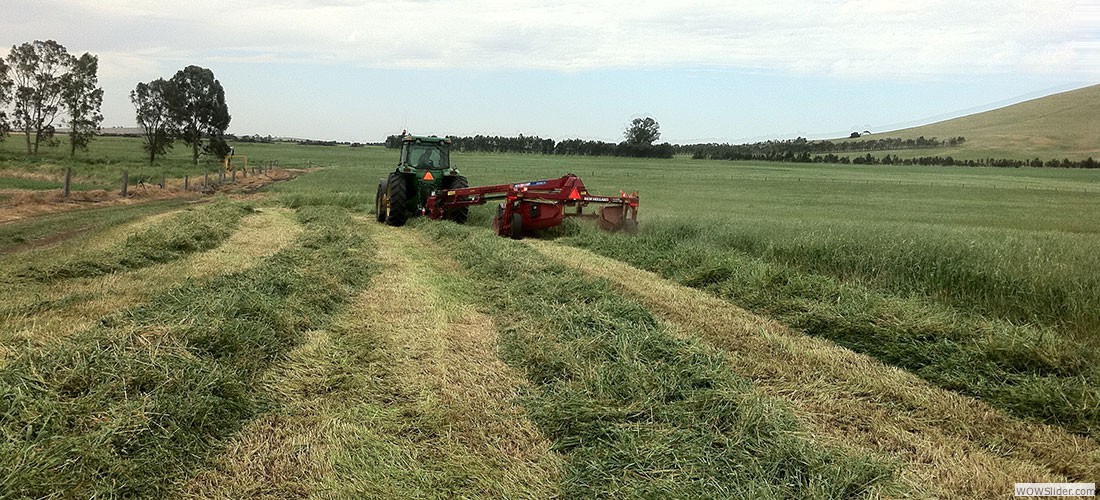 haylucernestawround_balessquare_bales18