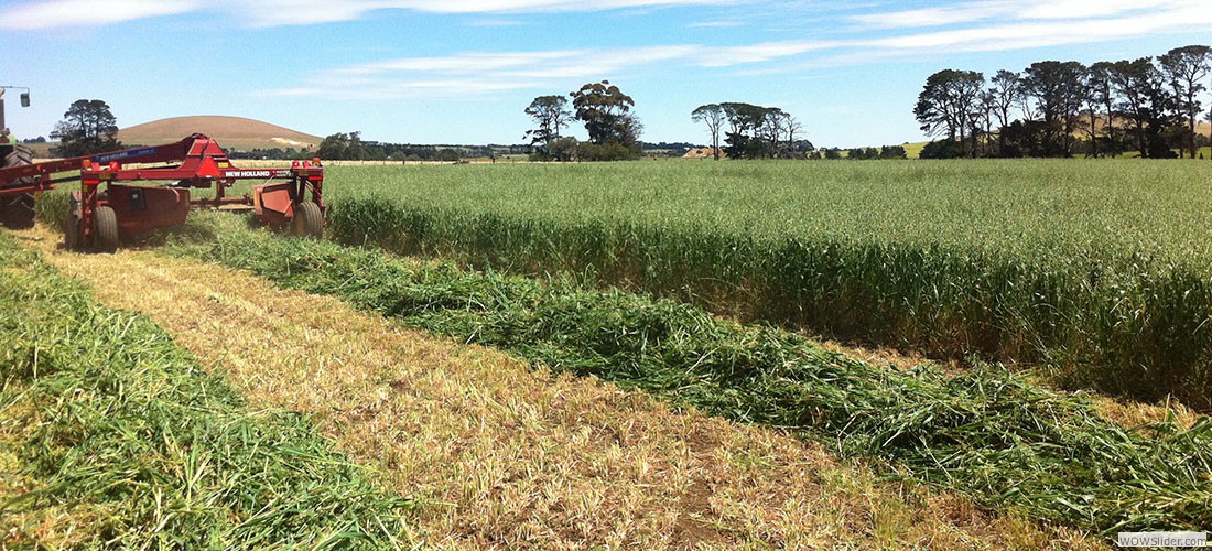haylucernestawround_balessquare_bales20
