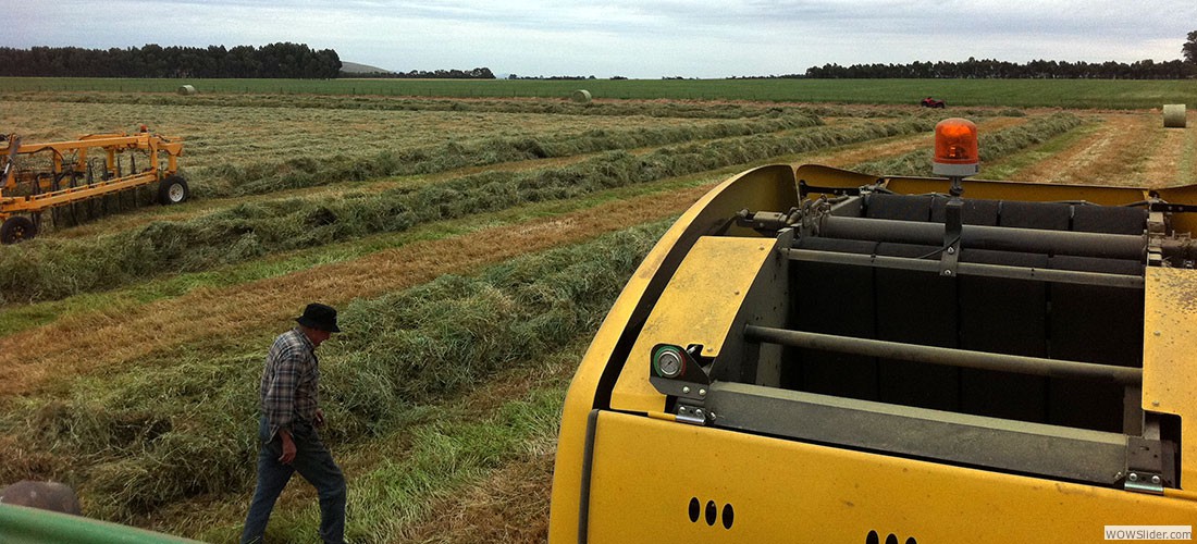 haylucernestawround_balessquare_bales22