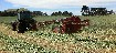 haylucernestawround_balessquare_bales17