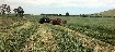 haylucernestawround_balessquare_bales18