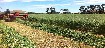 haylucernestawround_balessquare_bales20