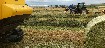 haylucernestawround_balessquare_bales21